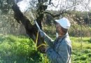 Δήμος Πλατανιά | πρόγραμμα δολωματικών ψεκασμών κατά του δάκου Δήμος Πλατανιά | πρόγραμμα δολωματικών ψεκασμών κατά του δάκου